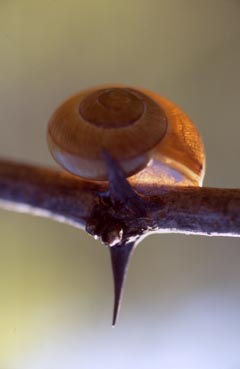 caracol 2.jpg